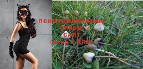 сатива Волоколамск